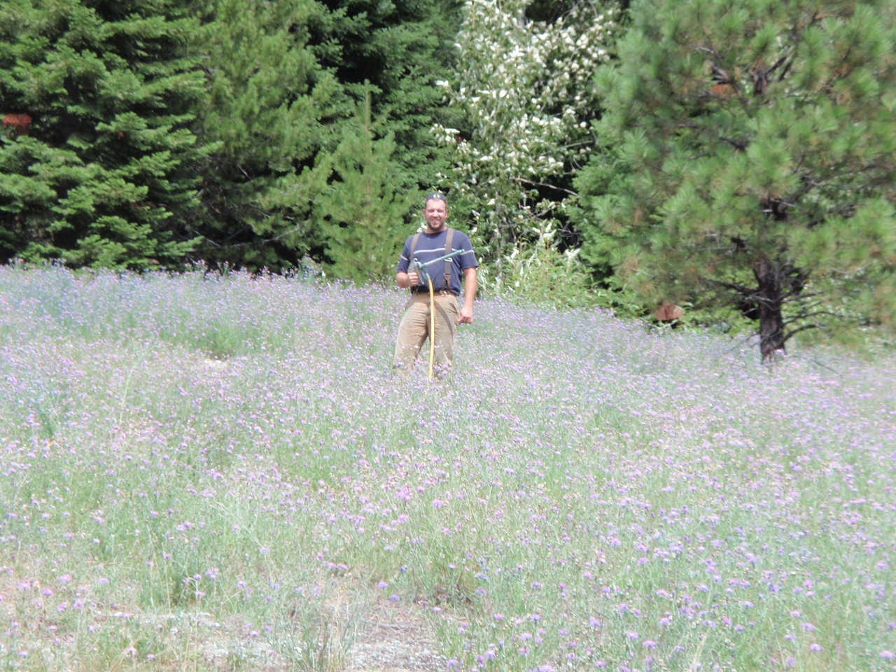 Dense noxious weed growth on a Northwest property before treatment