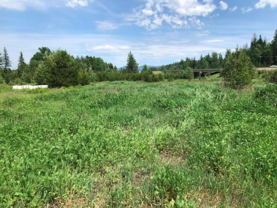 Pasture and field edge after noxious weed spraying treatment